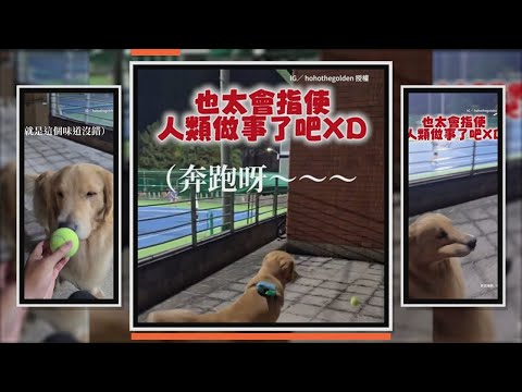 阿金玩具球卡椅子底下　聰明指使主人幫拿球XD thumbnail