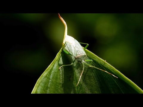 Green treehopper insect perched on a leaf in Motidhar Mussoorie thumbnail