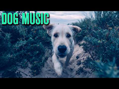 Dog Walking TV Virtual Nature Adventures for Indoor Days thumbnail