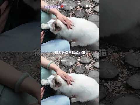始终相信善有善报，恶有恶报 #街猫  #猫屋守护人 thumbnail