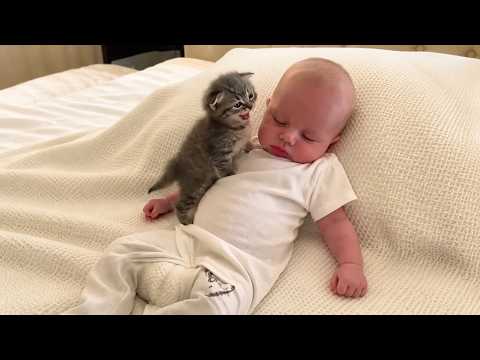 When the Nanny Cat Tries to Lull a Baby to Sleep by 'Talking' Hilariously??? thumbnail