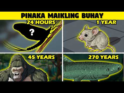 Ang Hayop na May Pinaka Maikling Buhay thumbnail