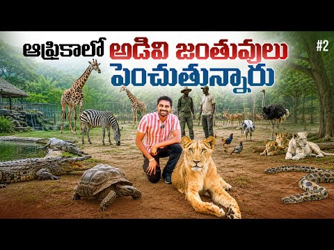 Africa Animals 🌍 In Zimbabwe 🇿🇼 | Uma Telugu Traveller thumbnail