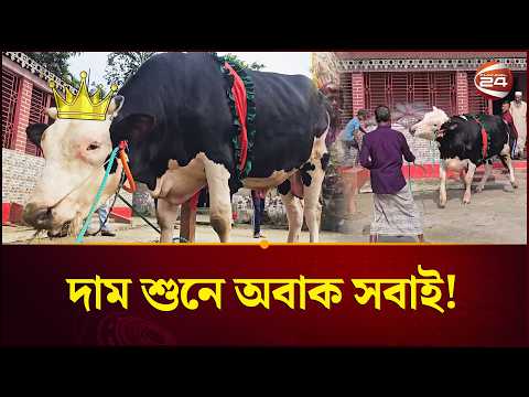 কোরবানির ঈদের রাজা ‘নেত্রকোনার কিং’ | Netrokona King | King Bull | Qurbani Haat | Channel 24 thumbnail