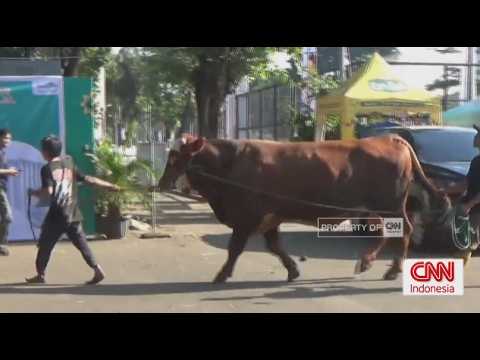 Sapi Kurban Prabowo dan Gibran Disembelih di Masjid Istiqlal thumbnail