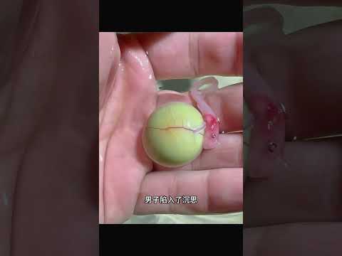 男子赶海发现一个神奇的东西，透过阳光发现里面还有小生命在挪动 #人与动物和谐相处 #人与动物和谐相处 #动物 #动物 #动物救助 thumbnail