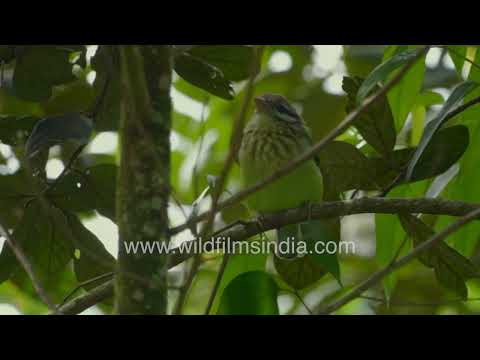 White-cheeked Barbet perched in Pampadum Shola National Park canopy thumbnail
