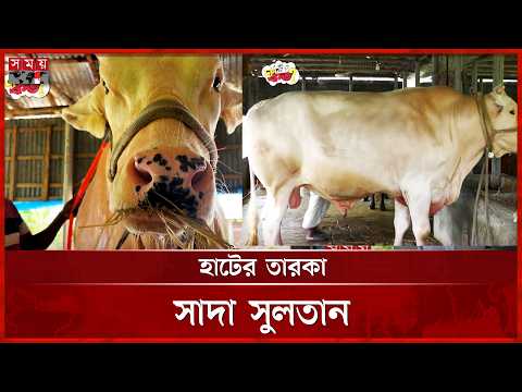 পাবনা গরুর হাটে সবার নজর কাড়ছে ‘সাদা সুলতান’ | Qurbani Eid | Somoy TV thumbnail