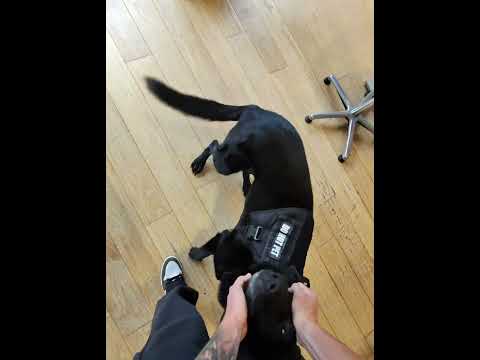 POV: Taking my German shepherd to the domain thumbnail