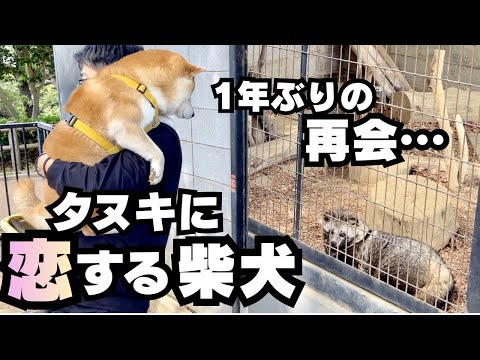 「本当に犬か？」と疑うレベルで、動物園のタヌキに恋する柴犬 thumbnail