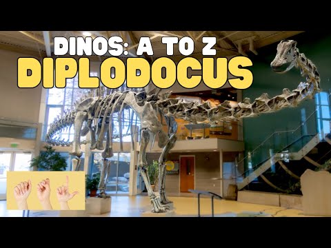 ASL Dinos A to Z Diplodocus thumbnail