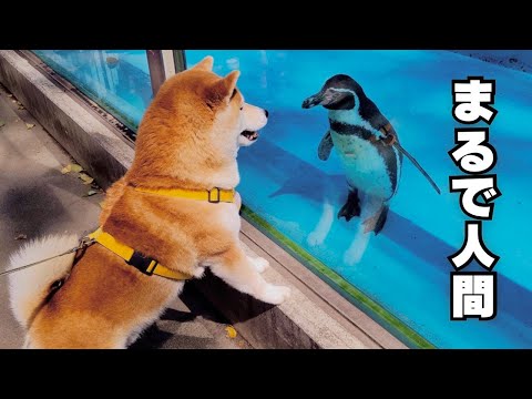 「本当に犬か？」と疑うレベルで、2歳の娘より動物園を楽しむ柴犬 thumbnail