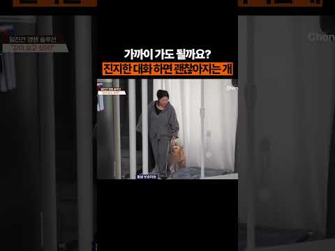 보호자의 스킨십은 응원이 될 뿐 #개늑시2 #개와늑대의시간2 thumbnail