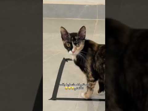 ماتوقعت الصراحة😂جربوه #cat #هتضحك #قطط #كوميديات #اكسبلور #funny #ضحك thumbnail