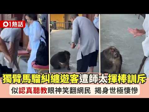 【01熱話】獨臂馬騮糾纏遊客　遭老師太揮棒訓斥　認真聽教萌樣極笑爆｜01熱話｜馬騮｜訓斥 thumbnail