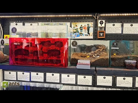 Visiting Asia's Coolest Ant Farm Shop - JUST ANTS Singapore thumbnail
