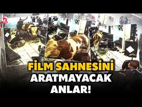 FİLM SAHNESİ GİBİ! Kurbanlık boğa kuaför salonuna daldı, müşteriler kaçacak yer aradı! İşte o anlar! thumbnail