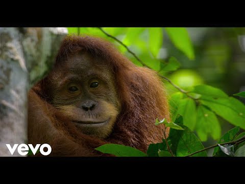 Nitin Sawhney - Best Life (From "Disneynature: Orangutan"/Score) ft. Amy Woy thumbnail