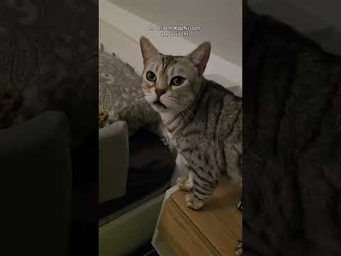 Loki und Cosmo - 2 Chaoten  #katzen thumbnail