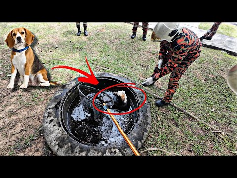 💢ANJING JATUH DALAM LUBANG😨-IJAT CELORENG- thumbnail
