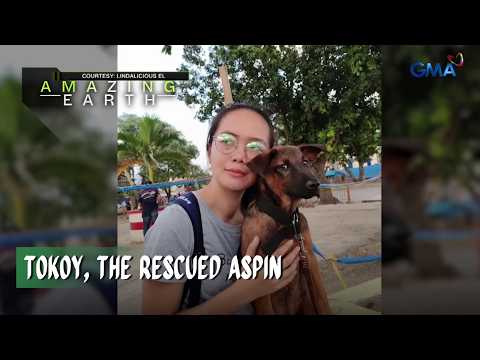 Amazing Earth: Amazing Earth: Tokoy the rescued aspin from Leyte to La Rioja Spain! thumbnail