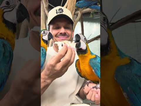 Hora do Petisco 💙 Graviola para Luke e Bina 🦜 a BK só ficou de olho 👀 thumbnail