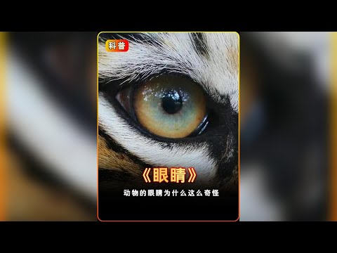 為什麼動物的眼睛都長的如此的奇怪？ #知識前沿派對 #動物科普知識 thumbnail