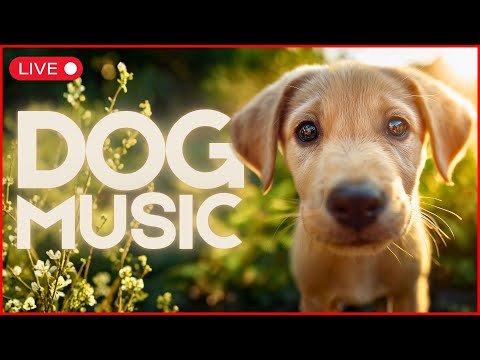 🔴 24/7 Live for ALL Dog Breeds - Anxiety - Boredom - Stress CURE 🐶✨ thumbnail
