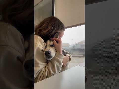 Husky Runs Away From Home To Visit Her Boyfriend At Doggy Daycare | The Dodo thumbnail