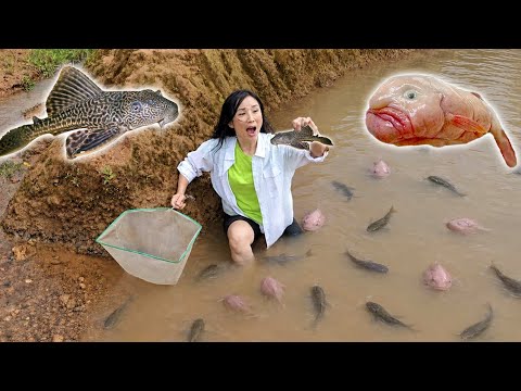 BERBURU IKAN JELEK & IKAN SAPU-SAPU DI PENGAIRAN ! thumbnail