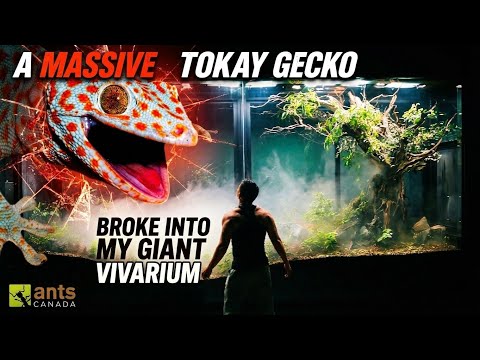 A Massive Tokay Gecko Broke into My Giant Vivarium thumbnail