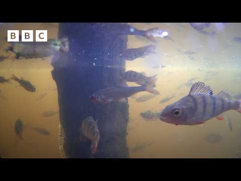 🔴 LIVE wildlife cameras 🌿 3 June 🐦 BBC Springwatch 2026 thumbnail