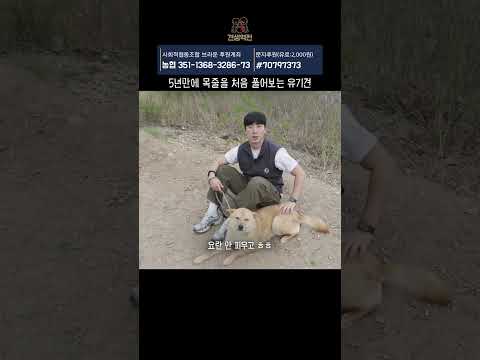 유기견의 목에 묶여있던 목줄을 5년만에 풀어줬습니다. #견생역전_오오 thumbnail