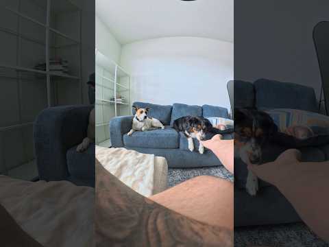 Part 2 of working with 2 very anxiously attached dogs. thumbnail