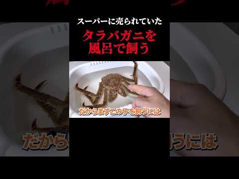 タラバガニ風呂で飼う thumbnail