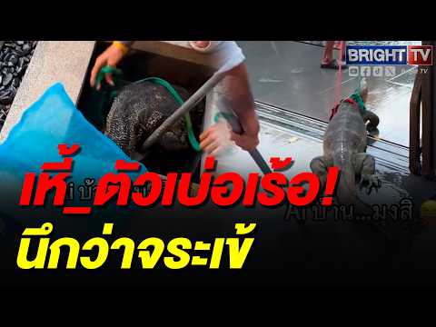 เจนนี่-ยิว เจอตัวเงินตัวทองยักษ์ วิ่งเข้าบ้าน ตัวใหญ่จนคิดว่า AI thumbnail