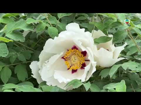 Appreciate the beauty of Peony - the King of Flowers｜TVB News｜2026/05/15 thumbnail