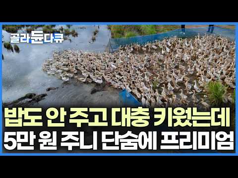 오리 2,600마리에 5만원 한장 투자했더니 비싼 알을 낳기 시작했다｜극한직업｜#골라듄다큐 thumbnail