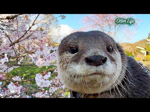 [元ネタ] 【絶景】朝イチの世界遺産を独占！満開の桜の下を元気に走り回るカワウソの朝活タイム Otters Exploring a World Heritage Site thumbnail