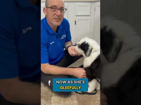 Stop Your Puppy From Pulling Away! thumbnail