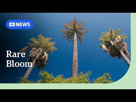 The palm trees that are flowering - and then dying | ABC NEWS NT thumbnail