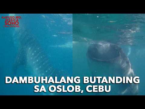 BET MO BANG MAG-SWIMMING KASAMA ANG BUTANDING? | Kapuso Mo, Jessica Soho thumbnail