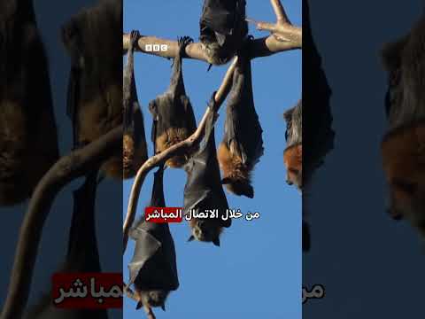إلى أي مدى ينبغي أن يشعر الناس بالقلق حيال الإيبولا؟ thumbnail