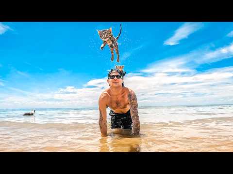Surviving On Tiger Shark Beach With My Kittens thumbnail