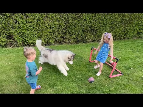 Dog Keeps Stealing The Football! (cutest ever!!) thumbnail