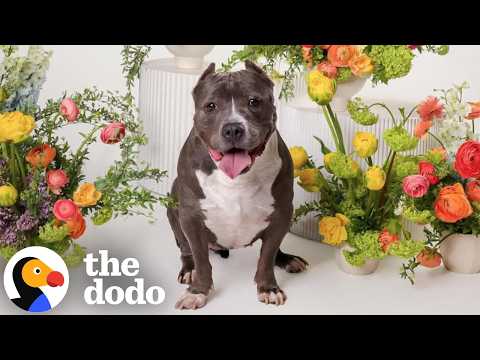America's "Next Top Model" Photographer Spotlights Adoptable Pitties | The Dodo thumbnail