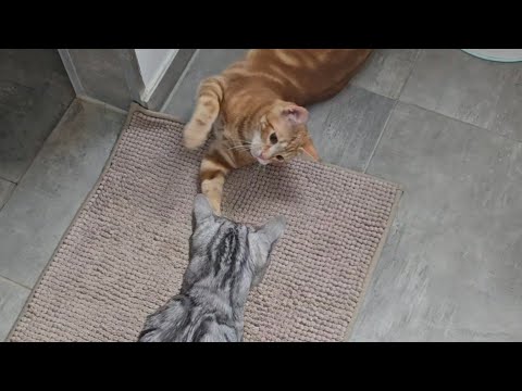 Loki passt auf die kleine Schwester auf! thumbnail