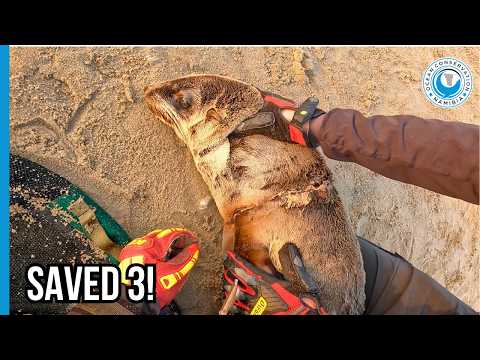 Pelican Point's Busiest Rescue Season: Triple Entanglement! thumbnail