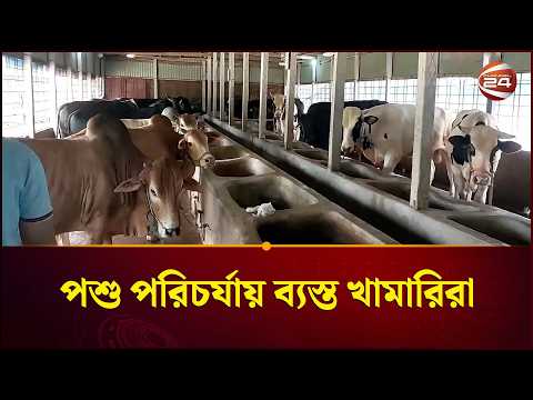 পশু পরিচর্যায় ব্যস্ত খামারিরা | Qurbani Eid | Eid Ul Adha | Sirajganj | Channel 24 thumbnail
