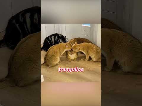 غطى نفسه بالنعناع البري... وندم على ذلك فوراً 😂🐱 thumbnail